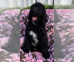 Poodle (Standard) Litter for sale in ALBANY, GA, USA