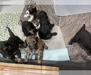 Aussiedoodle Litter for sale in UNION, KY, USA