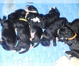 Bernedoodle Litter for sale in ELK, WA, USA