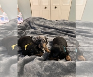 Dachshund Litter for sale in LAKE ALFRED, FL, USA