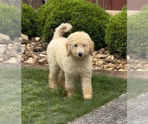 Labradoodle Litter for sale in KINGSTON, GA, USA
