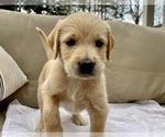 Small Photo #1 Mastidoodle Puppy For Sale in APEX, NC, USA