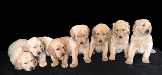 Goldendoodle Litter for sale in BRISTOL, IN, USA
