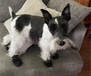 Schnauzer (Miniature) Litter for sale in CANTON, NY, USA