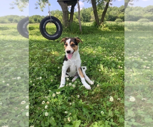 Medium Photo #1 Australian Cattle Dog-Jack Russell Terrier Mix Puppy For Sale in HILLSBORO, WI, USA