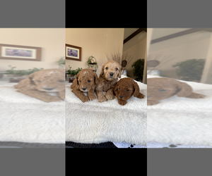 Cavapoo Litter for sale in ORCUTT, CA, USA