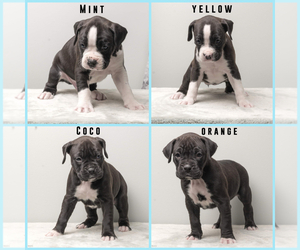 Boxer Litter for sale in BATESVILLE, IN, USA