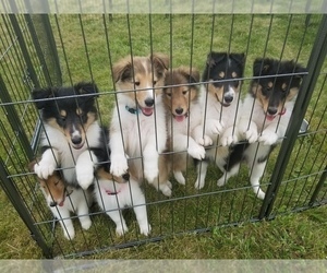 Collie Litter for sale in IONIA, MI, USA