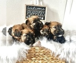 Small Photo #1 Soft Coated Wheaten Terrier Puppy For Sale in WILDOMAR, CA, USA