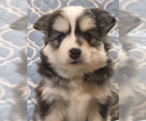 Pomsky Litter for sale in CHESHIRE, MA, USA