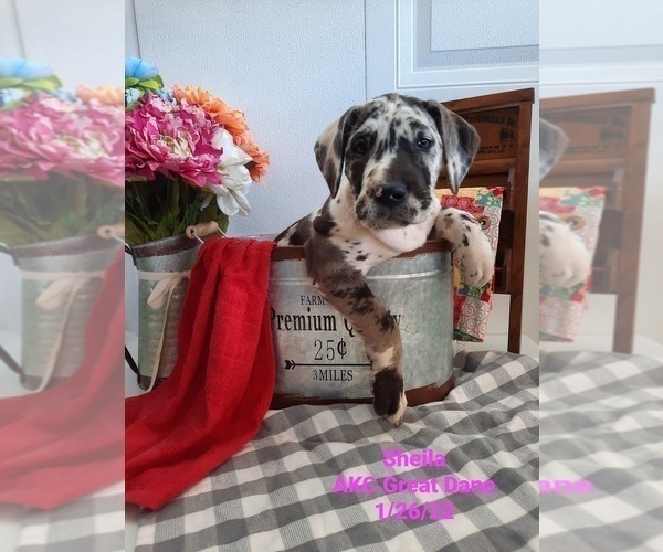 Medium Photo #1 Great Dane Puppy For Sale in SHIPSHEWANA, IN, USA