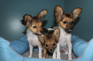 Papillon Litter for sale in WESTON, MO, USA