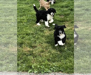 Bernedoodle Litter for sale in CANFIELD, OH, USA