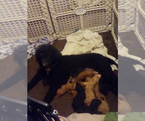 Poodle (Standard) Litter for sale in ESCONDIDO, CA, USA