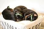 Small Photo #1 Doberman Pinscher Puppy For Sale in SPRING LAKE, MI, USA