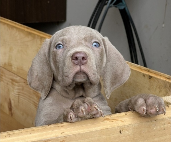Medium Photo #1 Weimaraner Puppy For Sale in MIDDLETOWN, OH, USA