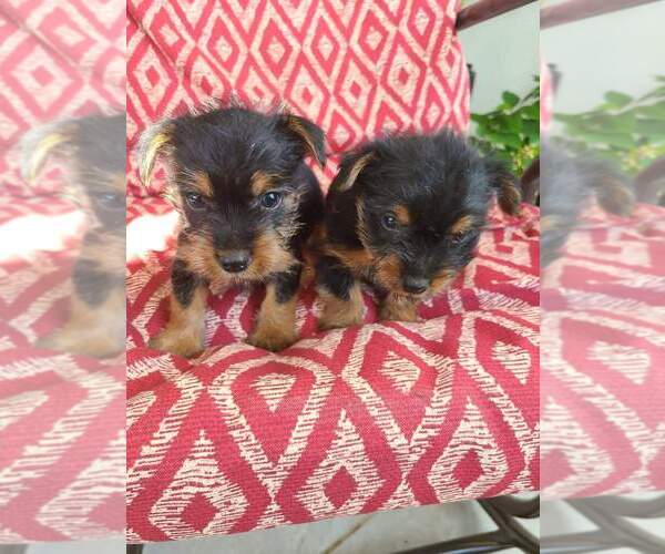 Medium Photo #1 Silky Terrier Puppy For Sale in WASHBURN, MO, USA