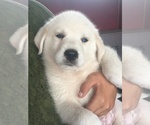 Small Photo #1 Akbash Dog-Great Pyrenees Mix Puppy For Sale in EL DORADO, KS, USA
