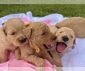 Goldendoodle Litter for sale in RICHLANDS, NC, USA