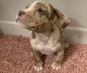 American Bully Litter for sale in SOUTHPORT, IN, USA