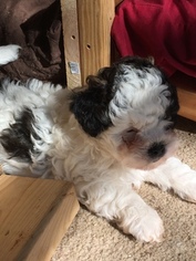 Shih-Poo Litter for sale in MADISON, AL, USA