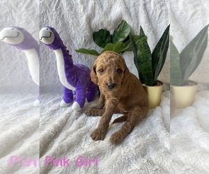 Goldendoodle Litter for sale in LOS ANGELES, CA, USA