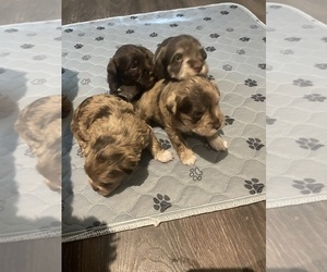 Schnoodle (Miniature) Litter for sale in LAWRENCEBURG, TN, USA