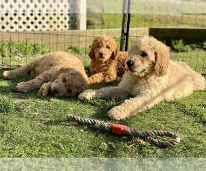 Goldendoodle Litter for sale in DURHAM, NC, USA