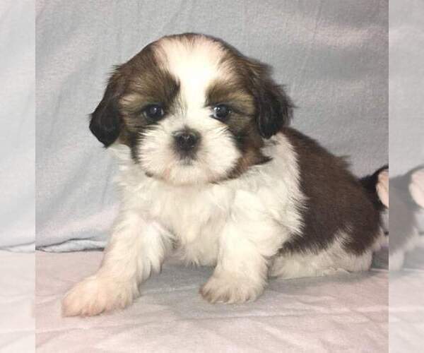 Medium Photo #1 Shih Tzu Puppy For Sale in MILWAUKEE, WI, USA