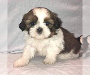 Shih Tzu Litter for sale in MILWAUKEE, WI, USA