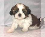Small Photo #1 Shih Tzu Puppy For Sale in MILWAUKEE, WI, USA
