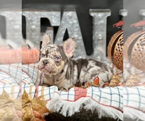 French Bulldog Litter for sale in BELLVILLE, TX, USA