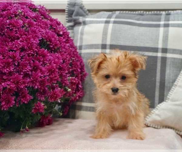 Medium Photo #1 Maltese-Morkie Mix Puppy For Sale in WARSAW, IN, USA