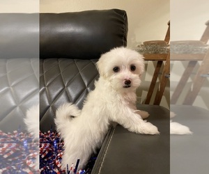 Maltipoo Litter for sale in HUMBLE, TX, USA