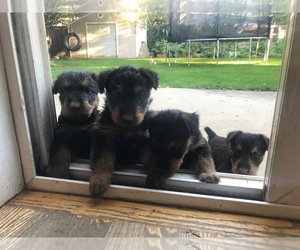 Airedale Terrier Litter for sale in BOISE, ID, USA