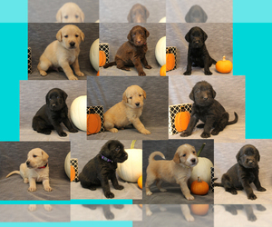 Double Doodle Litter for sale in BOTHELL, WA, USA