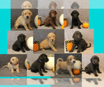 Small Photo #1 Double Doodle Puppy For Sale in BOTHELL, WA, USA