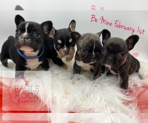 French Bulldog Litter for sale in EAGLE ROCK, MO, USA