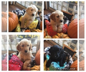 Goldendoodle Litter for sale in ANDOVER, KS, USA