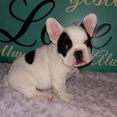 French Bulldog Litter for sale in CHESNEE, SC, USA