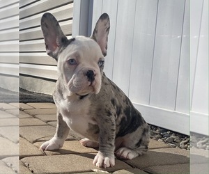 French Bulldog Litter for sale in KENDALL PARK, NJ, USA