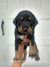 German Shepherd Dog-Treeing Walker Coonhound Mix Litter for sale in YACOLT, WA, USA