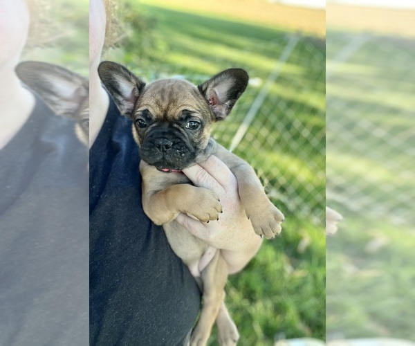 Medium Photo #1 French Bulldog Puppy For Sale in SPEER, IL, USA