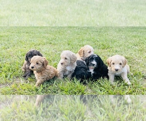 Goldendoodle (Miniature) Litter for sale in GROVETON, TX, USA
