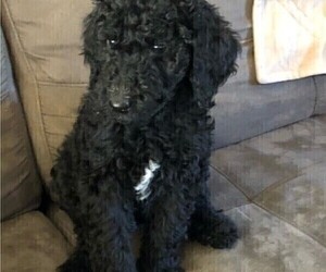 Poodle (Standard) Litter for sale in CHESTER, VA, USA