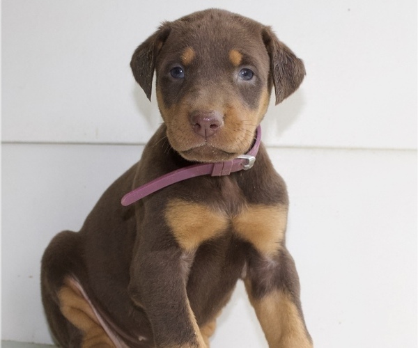 Medium Photo #1 Doberman Pinscher Puppy For Sale in STAR CITY, AR, USA