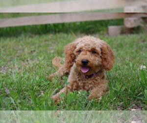 Cock-A-Poo-Poodle (Miniature) Mix Litter for sale in SALEM, MO, USA