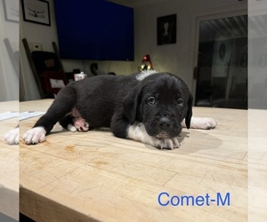 Great Dane Litter for sale in SIMI VALLEY, CA, USA