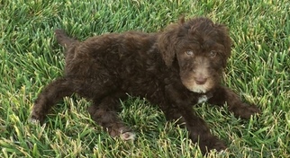 Poodle (Standard) Litter for sale in SAINT GEORGE, UT, USA