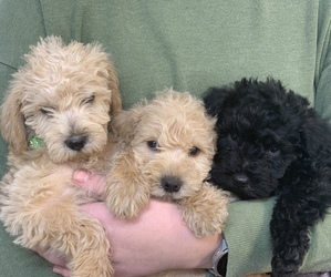 Schnoodle (Miniature) Litter for sale in LARCHWOOD, IA, USA